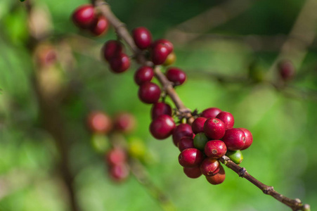 红熟咖啡豆在田野的树上，以作为咖啡的背景。