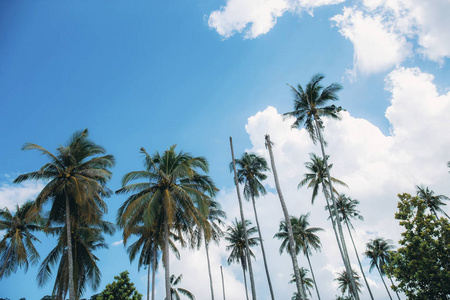 海边的椰子树，夏日的蓝天。