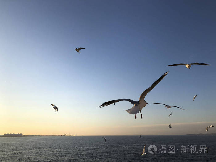 一群海鸥在天空中飞过大海
