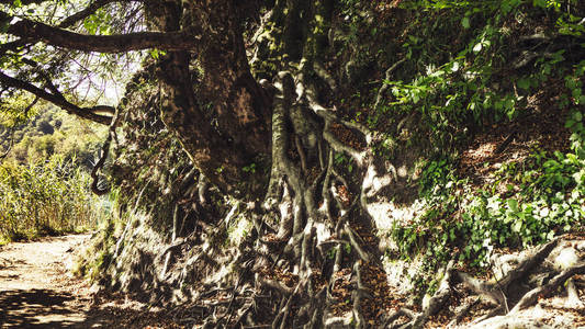 在克罗地亚的普莱维国家公园有大根的老树