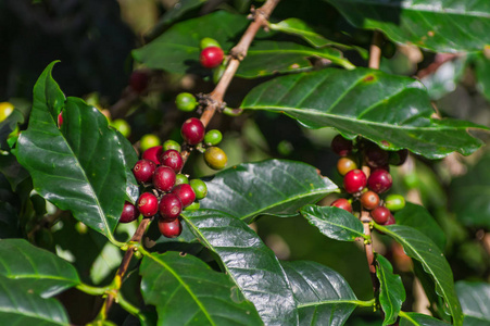 红熟咖啡豆在田野的树上，以作为咖啡的背景。