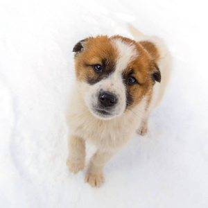 可爱的孤独的小狗站在雪地里，表情平淡
