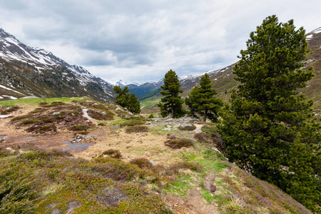 夏季阿尔卑斯山区，有草地和松树瑞士弗劳拉帕斯