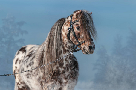 冬季景观中黑色吊带中阿帕洛萨微型马的水平肖像。