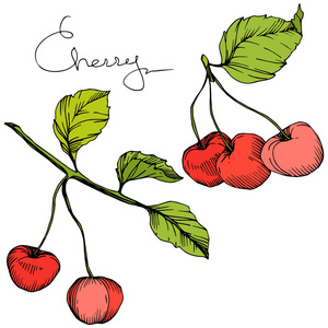 向量樱桃果。红色和绿色雕刻水墨艺术。被隔绝的浆果例证元素在白色背景