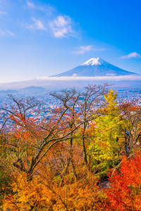 日本大林秋季枫叶树四周美丽的富士山景观，白云蓝天