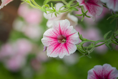 色彩斑斓的花朵背景自然的背景图像