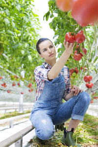 年轻的农民跪在温室里检查西红柿