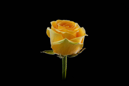 关闭一个新鲜的黄色玫瑰覆盖水滴在一个黑色的孤立的背景侧视图。 天然花卉摄影棚摄影
