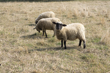 牧场放牧的羊眼接触
