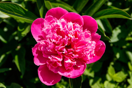花园里的粉红色牡丹