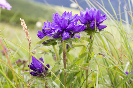 s blood bell flowers in bloom, mountain plants, one stem, sunny 