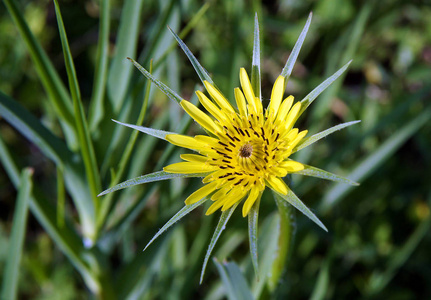 sbeard Tragopogon pratensis in spring