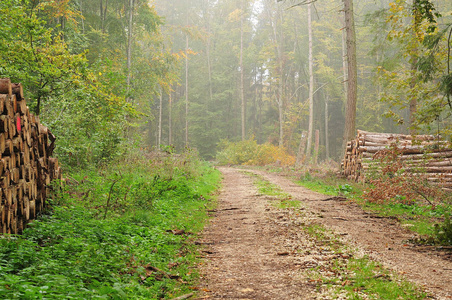 秋天的雾蒙蒙的早晨，在砾石覆盖的森林道路旁储存着一堆被砍伐的树木