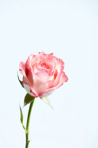 一朵美丽的粉红色玫瑰送给美丽的女人