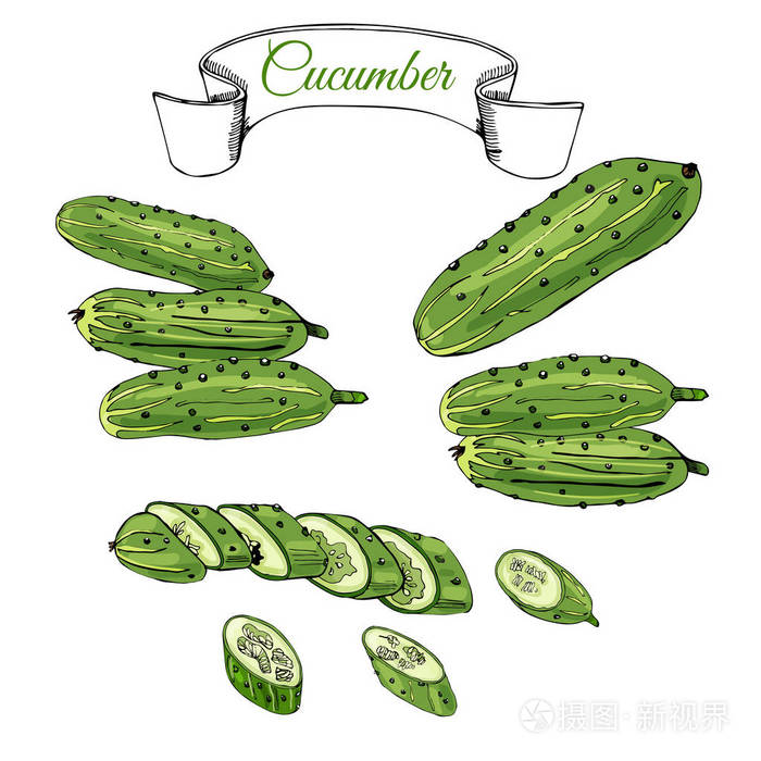 收集绿色手绘黄瓜墨水和彩色素描白色背景上分离的整体和切片元素矢量