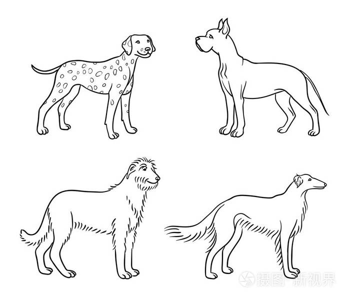 不同品种的狗的轮廓(大丹达尔马提亚爱尔兰狼猎犬博尔佐)矢量插图