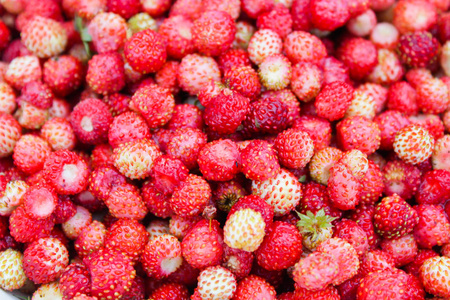 天然有机野生草莓