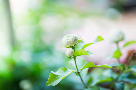 花园中茉莉花头的特写