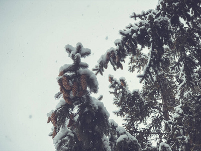 一棵树, 雪中的圣诞树。城市街道上的雪。巴库里亚尼冬季的开始