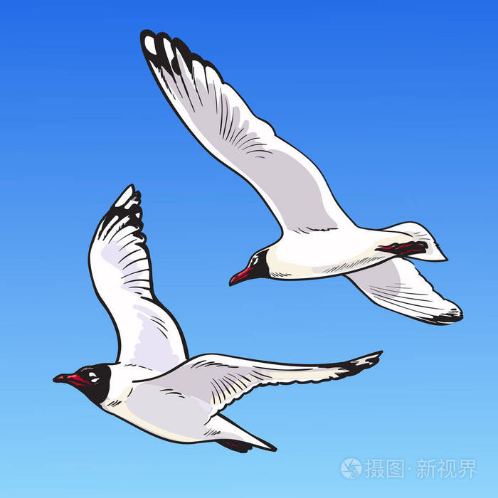 两个蓝色背景上的卡通海鸥.天空中飞翔的海鸥的素描.手绘的向量例证