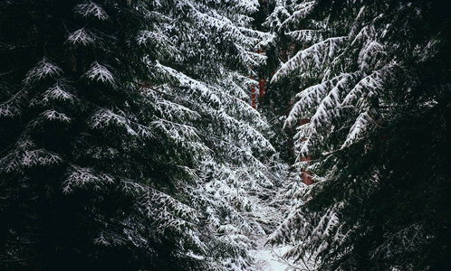 冬季松林在雪的自然背景下展开。 森林杉树覆盖着雪冬的背景。
