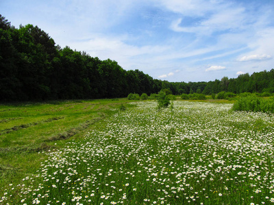 美丽的夏日风景。 白色的花，绿草，蓝天，白云