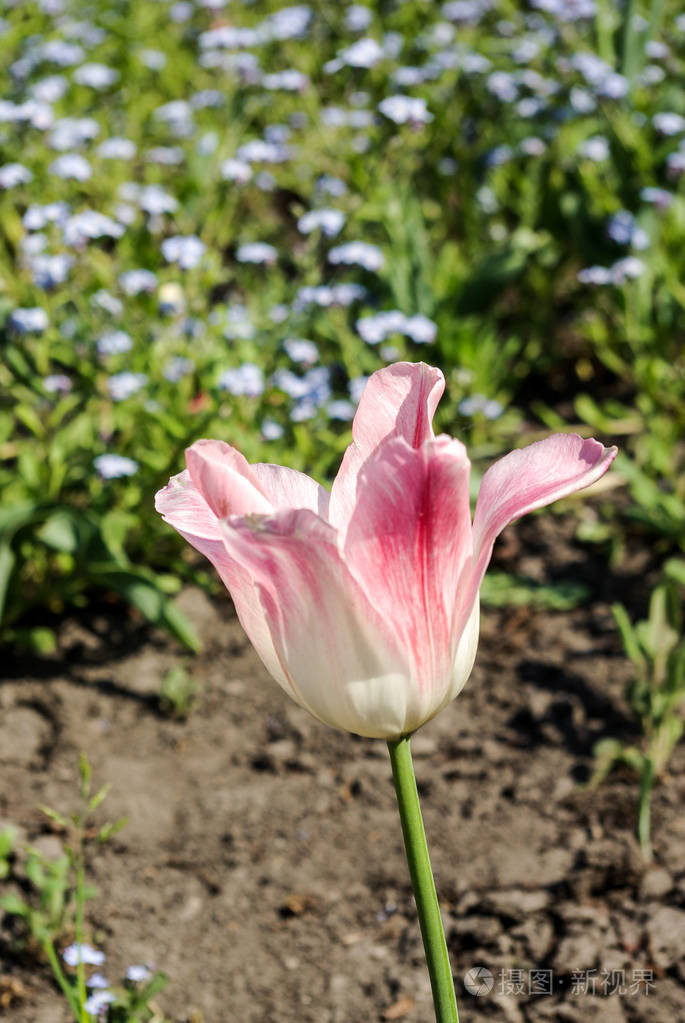 春季盛开的单瓣郁金香花