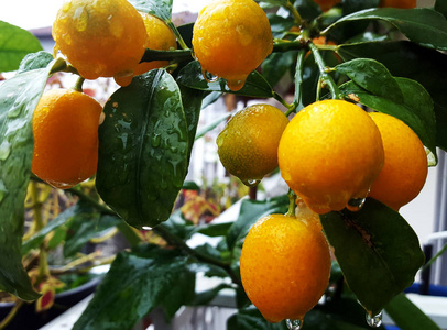 金橘矮树上有水滴的叶果