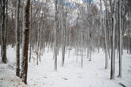 美丽的雪景自然风景