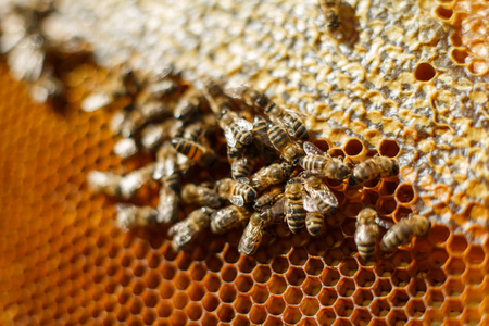 用木制框架封闭蜂窝，上面有蜜蜂。 养蜂概念。