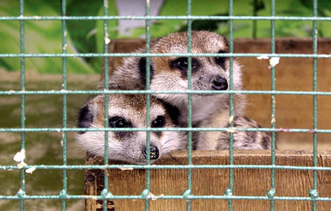 两只悲伤的猫鼬坐在接触动物园的笼子里