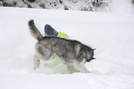 哈斯基在树林里和一个女孩玩。 狗在雪地里跑。 在雪地里淹死在树林里。 哈士奇旅行。 雪和冬天。 和女人玩狗游戏