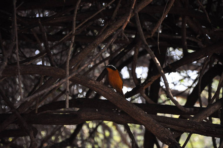 戈利亚赫隆在乔贝保护区博茨瓦纳