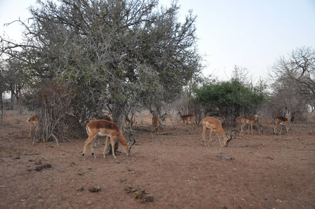 更大的Kudus Tragelaphus Strepiceroschobe河博茨瓦纳