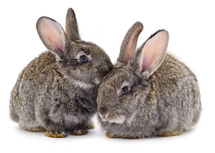 两只灰色兔子在白色背景上被隔离。