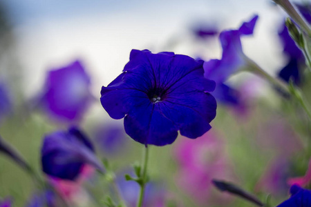 牵牛花深紫色牵牛花