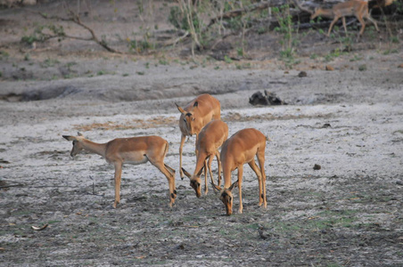 更大的Kudus Tragelaphus Strepiceroschobe河博茨瓦纳