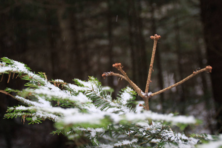 冬季森林。 圣诞树和冷杉。 降雪宏射针树。