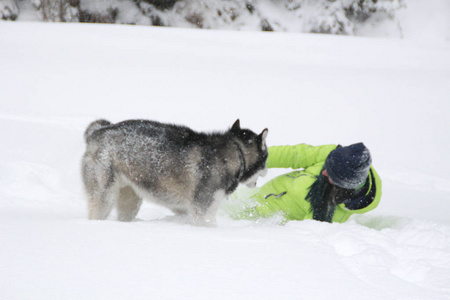 哈斯基在树林里和一个女孩玩。 狗在雪地里跑。 在雪地里淹死在树林里。 哈士奇旅行。 雪和冬天。 和女人玩狗游戏