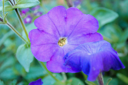 紫色矮牵牛的美丽花朵。 照片适用于有关花草的故事。
