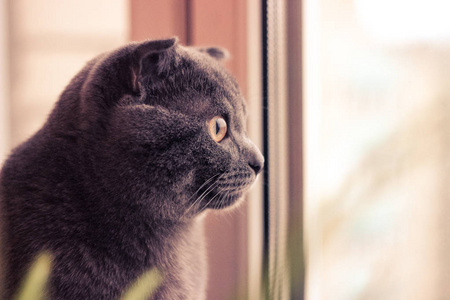 猫灰色，猫侧坐，黄猫眼，猫看窗外，动物灰色