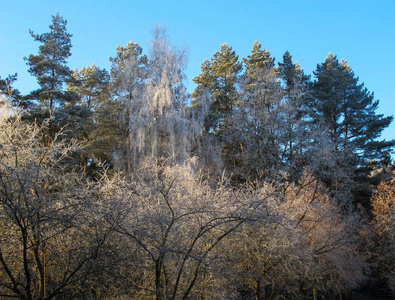 冬天阳光明媚的一天，树上长满了霜