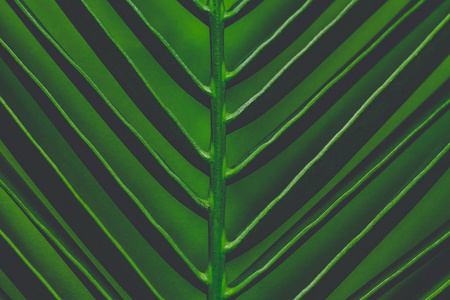 绿色背景上的棕榈树枝。 热带纹理和背景。 棕榈树的质地