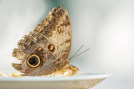 照片显示了棕色吃的蝴蝶的特写。