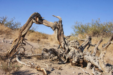 美国加州死亡谷国家公园死棉树在沙丘附近的沙子死亡谷加州美国