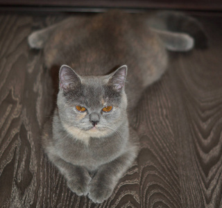 有趣的灰色苏格兰猫躺在地板上，腹部成串，脸不悦