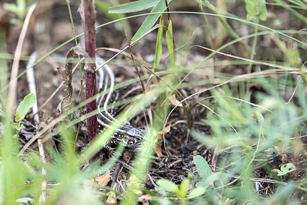 棕色蜥蜴躲在绿色植物之间