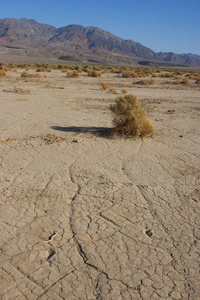 美国加州死亡谷国家公园泥浆沙丘。 死植物在干燥的沙漠湖床上腐烂。