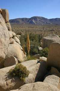  Joshua Tree National Park